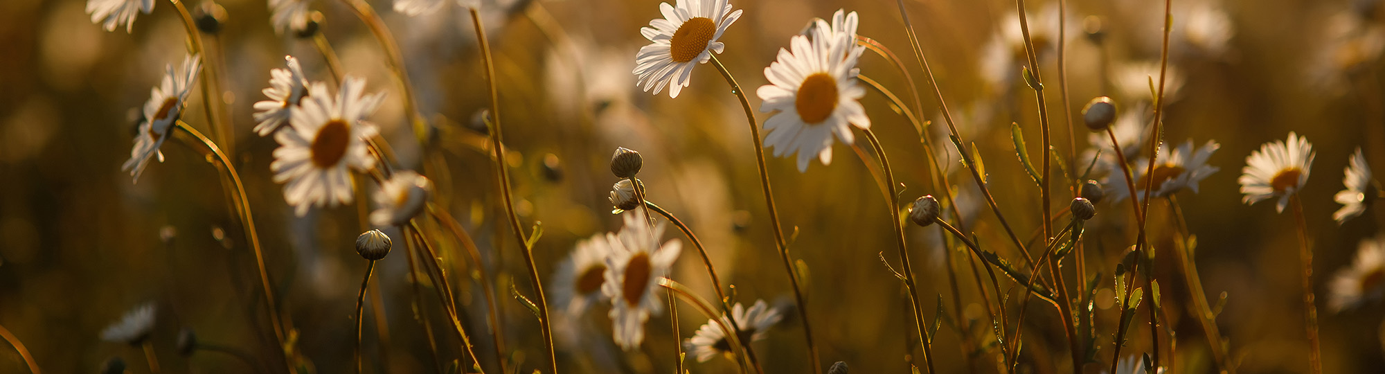 Wild daisies at sunset.